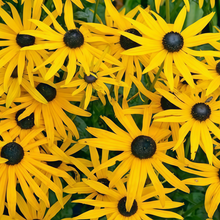 Yellow Single Black Eyed Susan Seeds