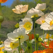 Mixed Poppy Seeds