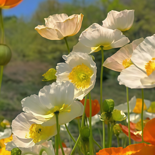 Mixed Poppy Seeds