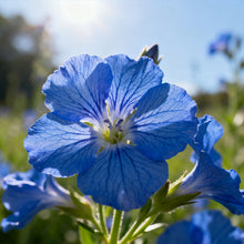 Lobelia Seeds - Blue