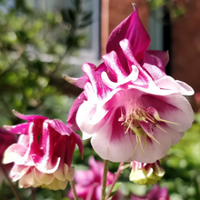 Double Purple Columbine Seeds