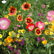 Drought Tolerant Wildflower Mix