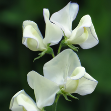 White Sweet Pea Seeds