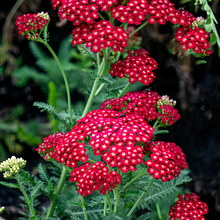 Yarrow Seeds - Red
