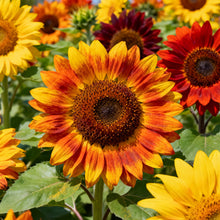 Mix Sunflower Seeds