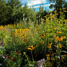 Highway Hillside Wildflower Mix
