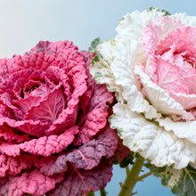 Ornamental Kale Seeds - Mix