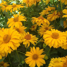 Heliopsis Seeds - Yellow Double