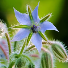 Blue Borage Seeds