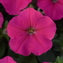 Rose Red Double Petunia Seeds