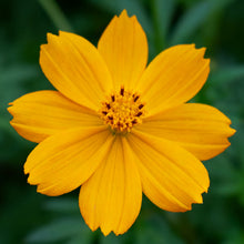 Yellow Bidens Seeds