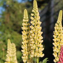 Lupine Seeds - Yellow