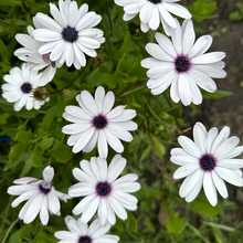 Cape Daisy Seeds - White
