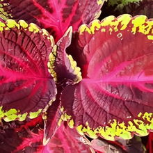Coleus Seeds - Red Heart