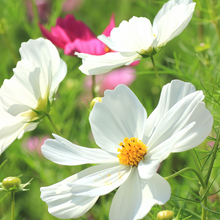 White Cosmos Seeds