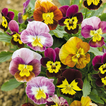Pansy Seeds Extra Large Flower Mixed Colors