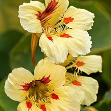 Yellow Nasturtium Seeds