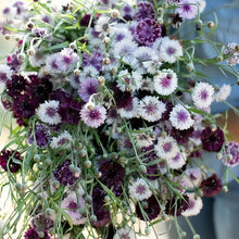 Cornflower Seeds - Dark Purple