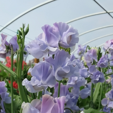 Blue Sweet Pea Seeds