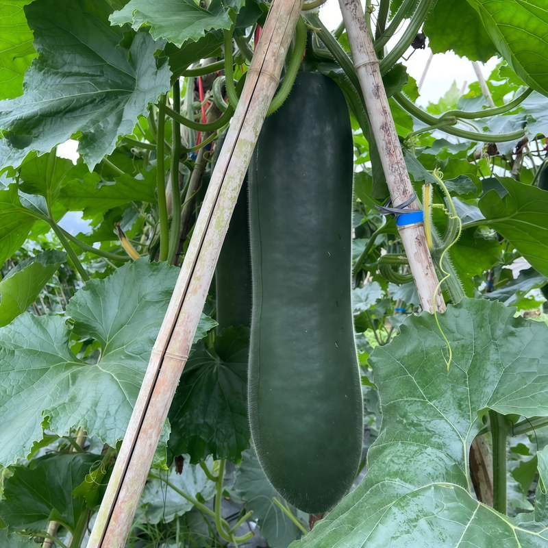 Benincasa Hispida - Green High Germination  Onsaleseeds
