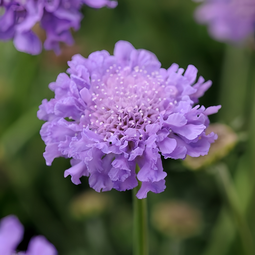 Scabiosa Seeds - Blue
