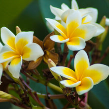 Plumeria Flower Seeds