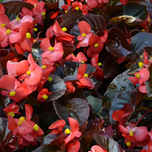 Begonia Cucullata Seeds Copper Leaf Red Flower