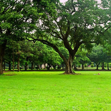 Merit Grass Seed
