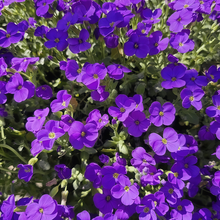 Blue Viola Seeds