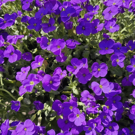 Blue Viola Seeds