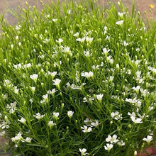 White Baby's Breath Seeds