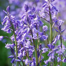 Blue Sage Seeds