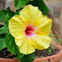 Hibiscus Seeds - Light Yellow