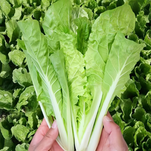 Early Green Cabbage Heirloom Seeds
