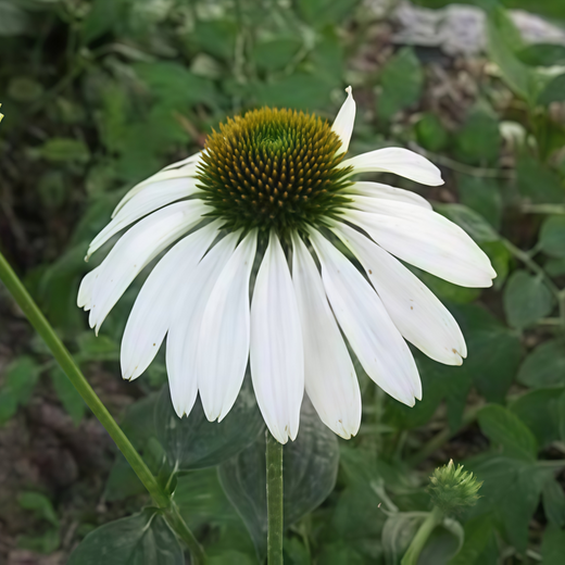 Purple Coneflower Seeds - White