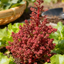 Red Atriplex Seeds