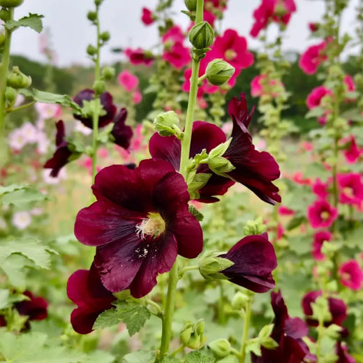 Hollyhock Dark Purple Seeds