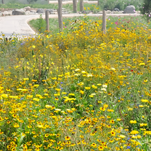Yellow Wildflower Mix