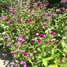 Globe Amaranth Seeds - Mix