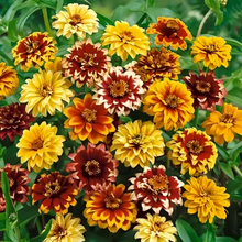 Mix Zinnia Seeds