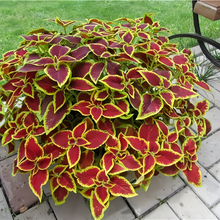 Coleus Seeds - Red Leaves With Yellow Edges