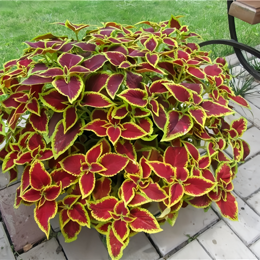 Coleus Seeds - Red Leaves With Yellow Edges