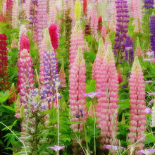 Lupine Seeds - Seven Color Mix