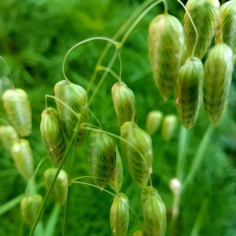 Briza Media - White High Germination  Onsaleseeds