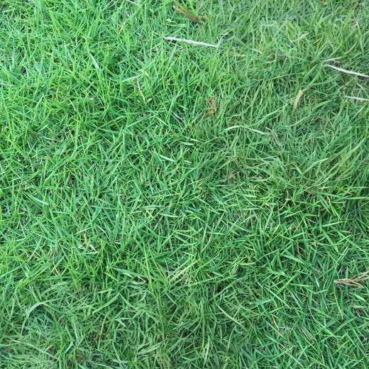 Hulled Grass Seed