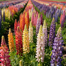 Lupine Seeds - Mix