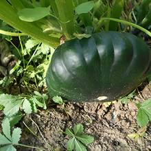 Green Squash Seeds