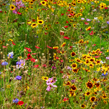Cold Resistant Dwarf Wildflower Mix