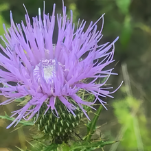 Blue Thistle Seeds