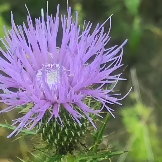 Blue Thistle Seeds